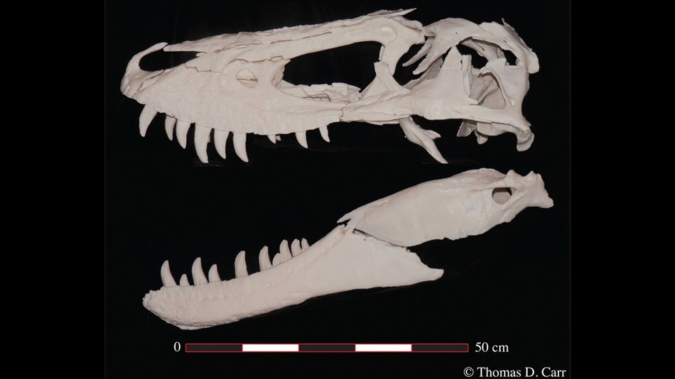 This 11-year-old dinosaur is the most complete adolescent T. Rex ever found