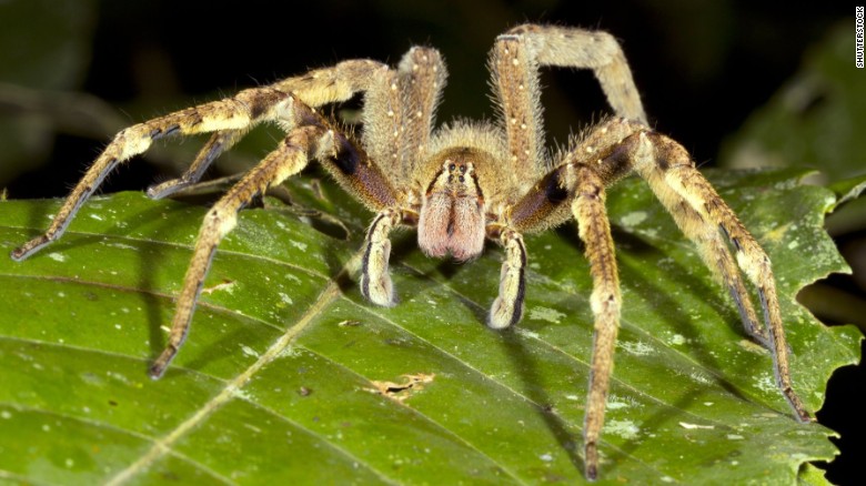 Spider causes man to trash flat, scream death threats — police called