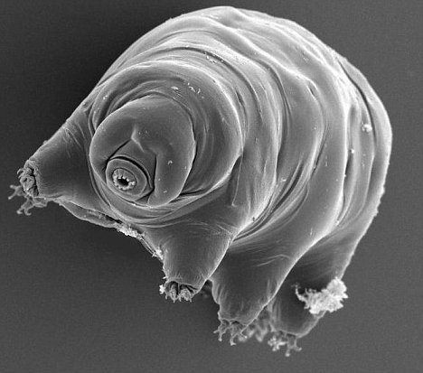 pic: a tardigrade (or water bear), the toughest creature on Earth. Photo by Dr Ralph Schill. Supplied by Dave Roberts tel 07855 358193 Hollies, Mill St, Gislingham, Eye, Suffolk IP23 8JT www.epicnews.co.uk
