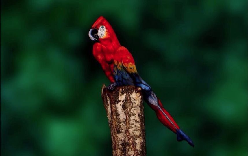 The Artist Has Transformed Woman In a Parrot (PHOTO)