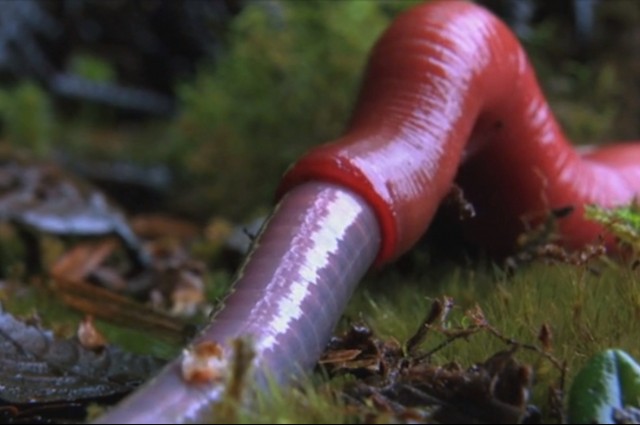 Horror Nature: Leech against earthworms