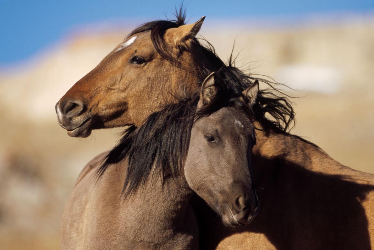 Read Before Riding: Horses Have Consciousness