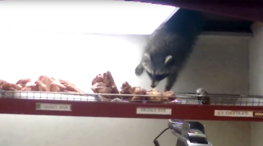 ‘He is doing it!’ Raccoon swipes doughnut in ninja-style cafe heist (VIDEO)