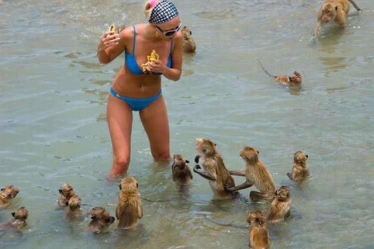 Epic Beach FAIL: let that be a lesson to you babe, never steal food of a wild pack of monkeys when you're t the beach.