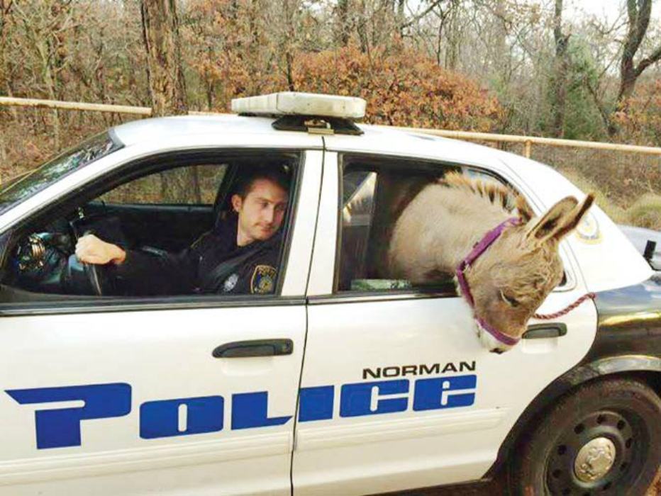 Lost donkey gets a ride in police patrol car!