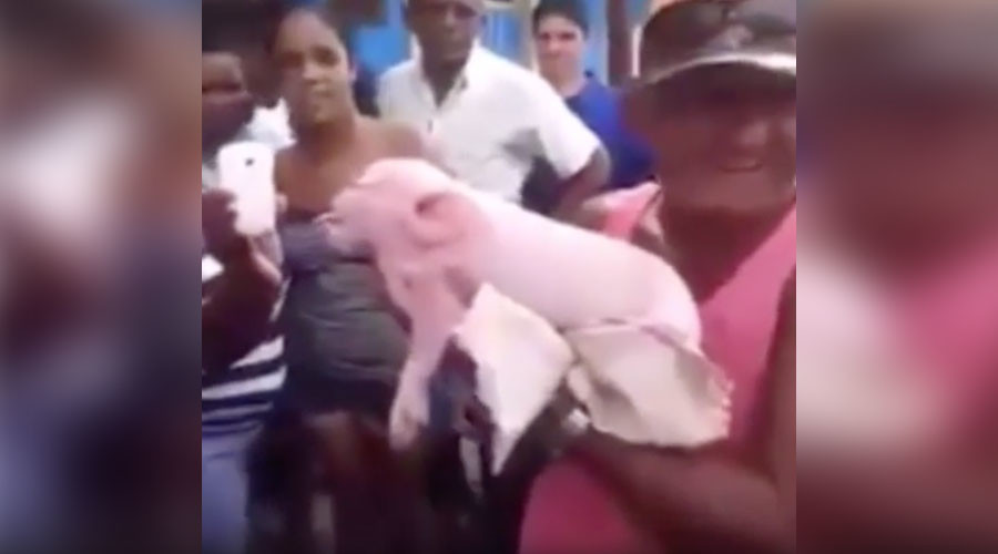 Monkeypig! Mutant pig with monkey face freaks Cuba (VIDEO)