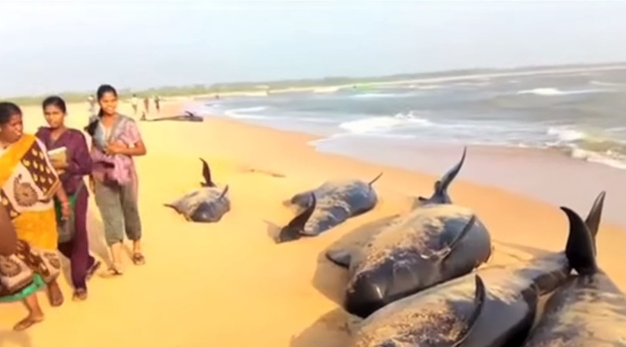Mystery as locals race to rescue 100+ beached whales found on Indian shoreline