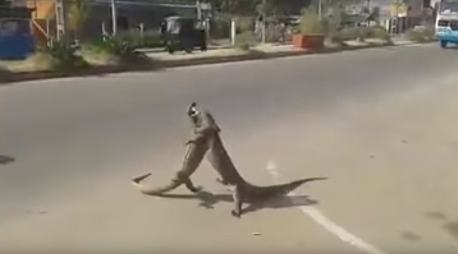 Reptilian street fighters: Epic Iguana battle caught on video