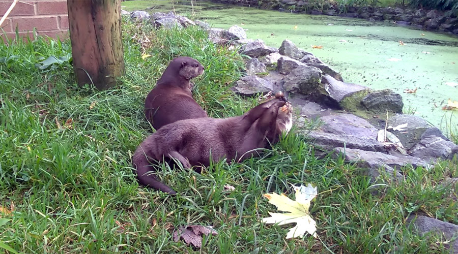 Otters show off impressive juggling skills (VIDEO)