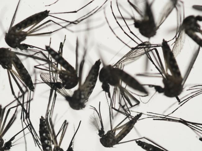 Zika virus hits Australian shores
