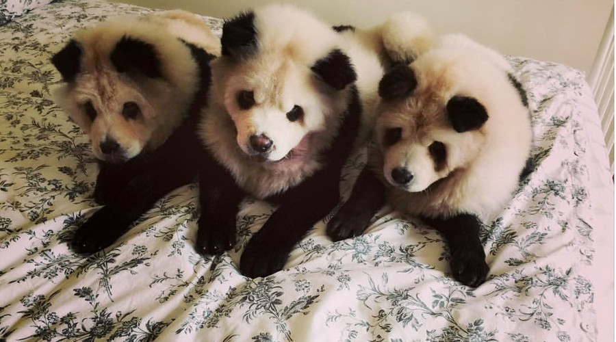 Panda dog: Singapore dyeing service called ‘cute’ and ‘cruel’
