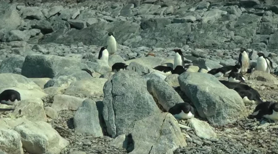 Penguin Apocalypse: Adelie colony in Antarctica faces extinction as giant iceberg blocks sea (VIDEO)