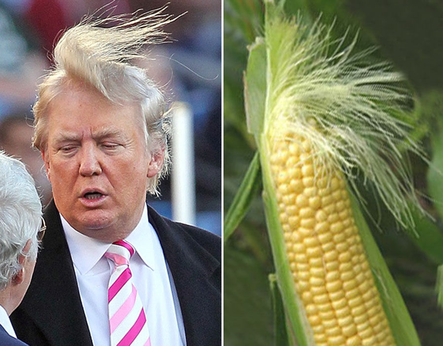 10 things that look more like Donald Trump than Donald Trump