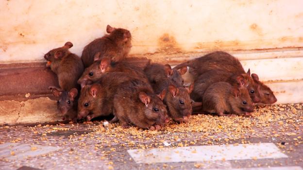 EM27K9 Holy rats running around Karni Mata Temple, Deshnok, Rajasthan, India