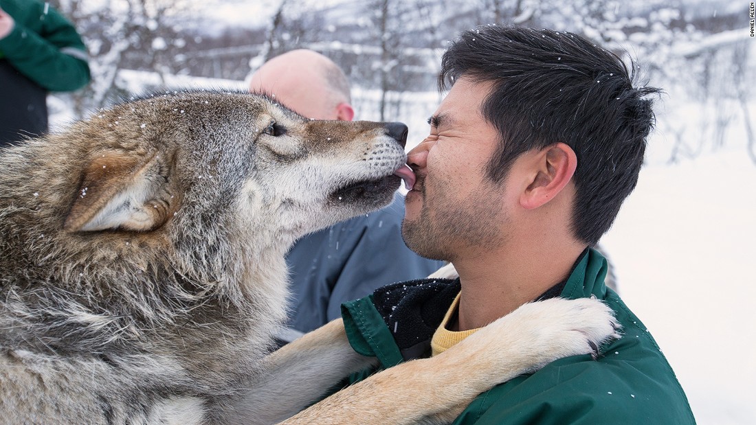Wolf zone: Encounters in Norway’s Polar Park