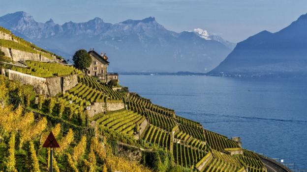 EFXT3P Vineyards , Lavaux region, Lake Geneva, Swiss Alps,  Switzerland