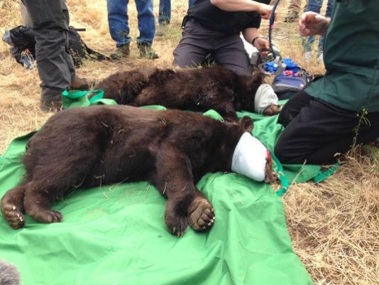 Cub released with Cinder, bear who survived wildfire, killed by hunter
