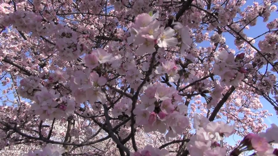 Washington’s famous cherry blossoms are out – so are many visitors