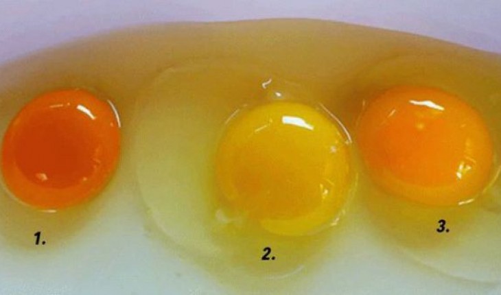 Can You Guess Which Of These Egg Yolks Is Actually From A HEALTHY Chicken?
