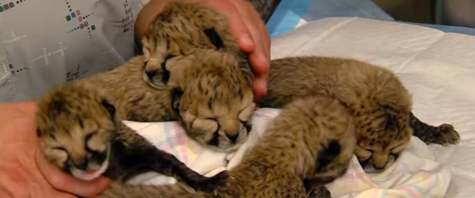 Adorable Video Shows Cheetah Cubs Being Cared for at Cincinnati Zoo After Rare C-Section