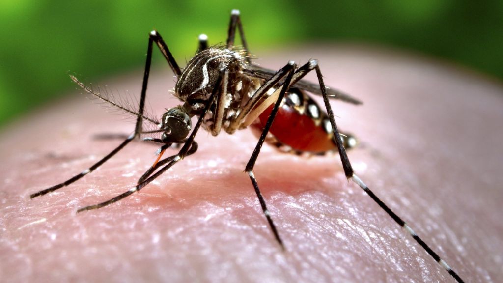 Zika virus: 2.2 billion people in ‘at risk’ areas