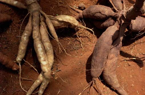 Tapioca Roots