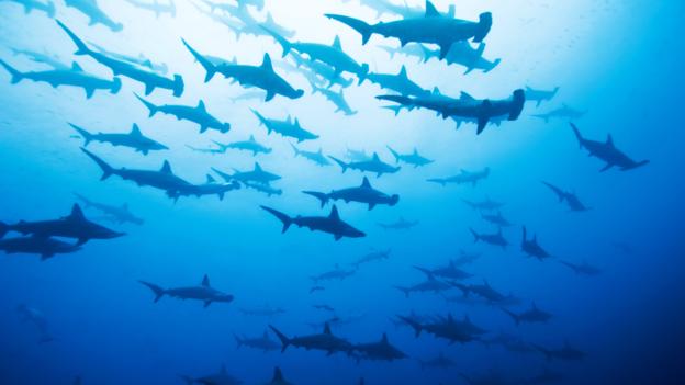 BRCTCR school of scalloped hammerhead sharks, Sphyrna lewini, Cocos Island, Costa Rica, East Pacific Ocean