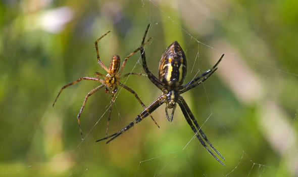 Oral sex shock: SPIDERS pleasure female mates – to STAY ALIVE