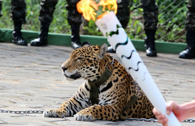Rio 2016: Jaguar in Amazon torch relay shot dead