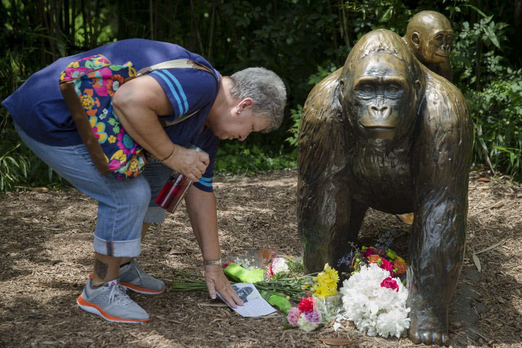 Police investigate parents of boy rescued from gorilla