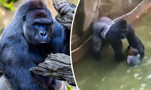 Gorilla killing: Will boy’s parents be charged for conduct at zoo?