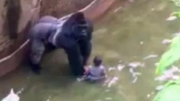 Dramatic 911 Calls Released From Toddler’s Fall Into Gorilla Enclosure