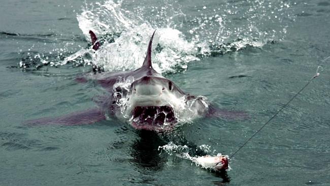 Woman dies in second fatal Australian shark attack in a week