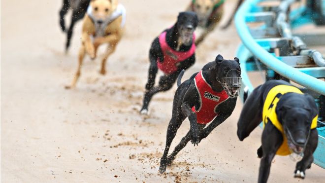Australia: NSW bans greyhound racing after scandal