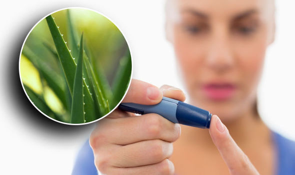 Aloe vera should be investigated as a treatment for diabetes, new study reveals