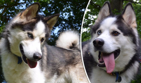 The Battersea dog who’s been waiting for a home for nearly TWO YEARS