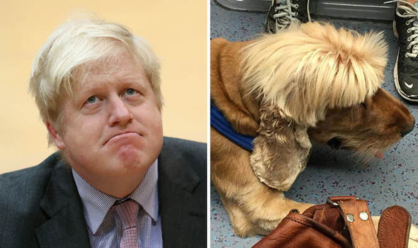 ‘I just couldn’t stop looking!’ Labour councillor spots dog with a ‘BORIS JOHNSON haircut’