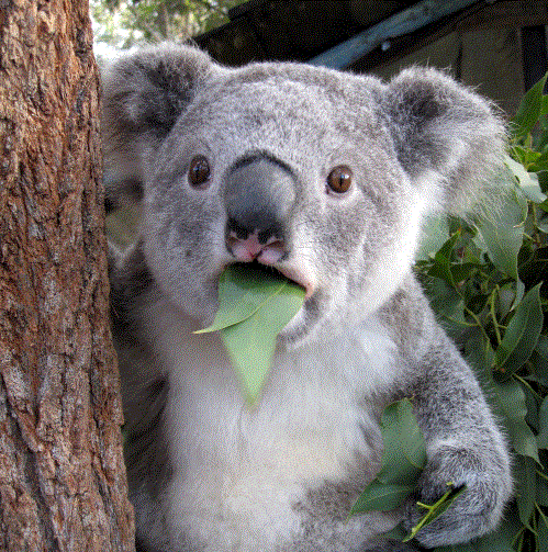 Teaching koalas a safer way to cross the road