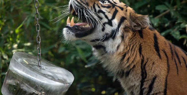 Tigers maul two women at Beijing wildlife park