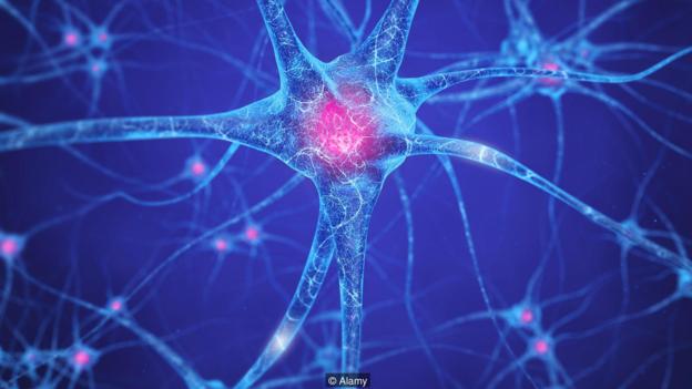 FJ5648 Neural network , Brain cells , Human nervous system , Neurons