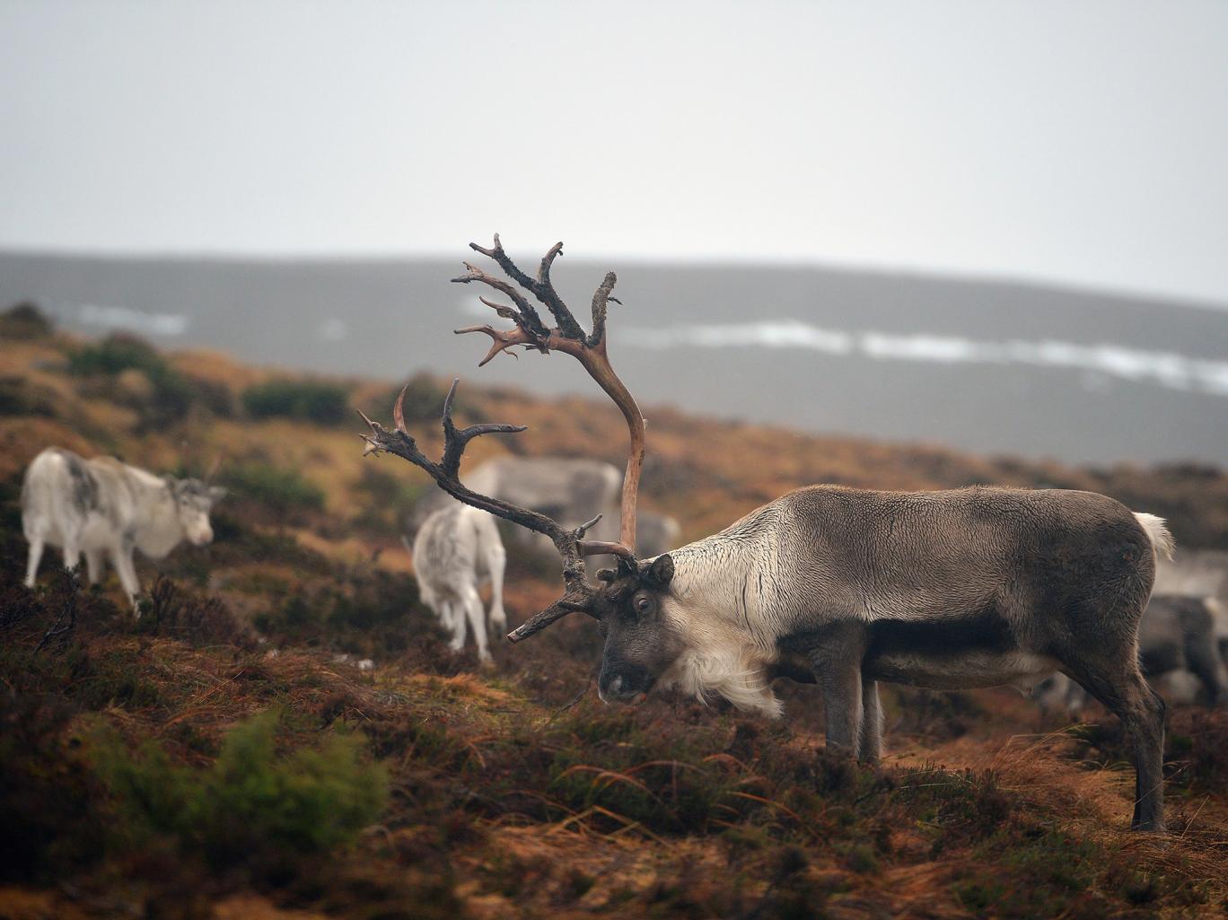 Anthrax outbreak in western Siberia that left 13 in hospital blamed on 75-year-old reindeer corpse