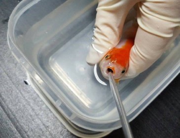 Woman spends nearly £300 saving pet goldfish’s life