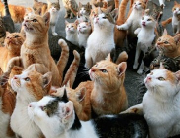 Смотреть видео про котиков – полезно для здоровья, – исследование