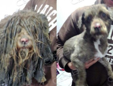 An accidentally dreadlocked dog is transformed by a haircut