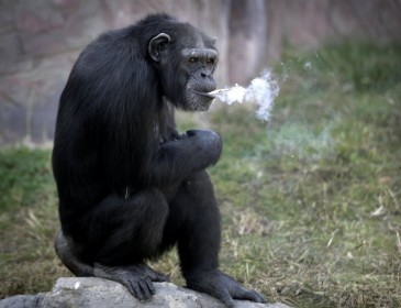 Chimpanzee trained to smoke pack of cigarettes every day in North Korea zoo