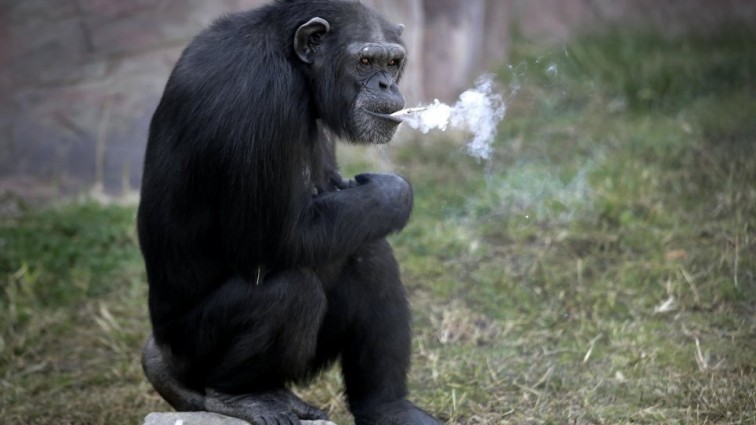 Chimpanzee trained to smoke pack of cigarettes every day in North Korea zoo