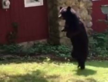 Pedals the beloved walking black bear ‘has been shot dead by hunters’