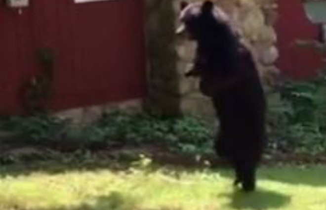 Pedals the beloved walking black bear ‘has been shot dead by hunters’