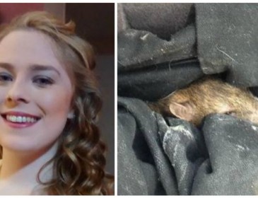 Huge rat saved by brave teenager after Belfast street kicking