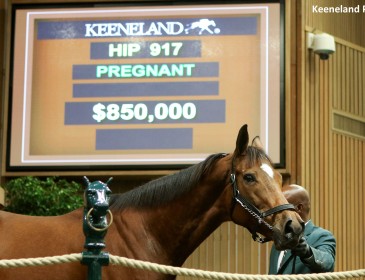 Moment Of Majesty tops Keeneland at $850,000